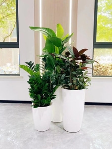 前湾绿植租赁方案大公开，焕新办公环境